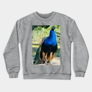 Lokrum Peacock Crewneck Sweatshirt